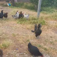 مرغ درشت وتخم گذار