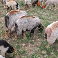 مقداری پشم امسال