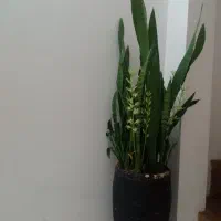 سانسوریا