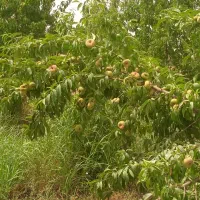 فروش ۹۲۰۰متر باغ جوان.