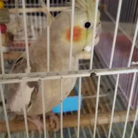 عروس هلندی  ماده