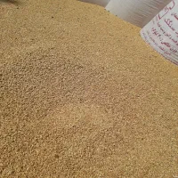 گندم|عمده‌فروشی|بروجرد, |دیوار