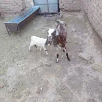 بزوکره زاییده کره اش درست ور دار نیست