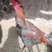 خروس لاری جوان 8 ماه سالم