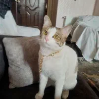گربهdsh رایگان