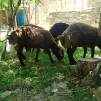 فروش بره چاق برای قربونی