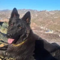 سگ ژرمن ماده بلک