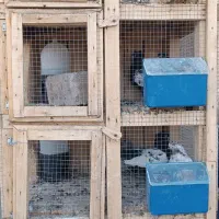 فروش جفت کن 4طبقه با آبخوری،دانخوری