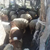 بره نر ماده