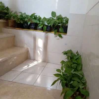 فروش حدود 70 عددگل‌ پتوس