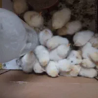 جوجه دو روزه ۲۳ عدد