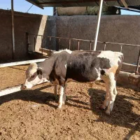 گوساله سیمینتال ۸ ماهه