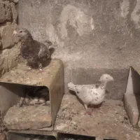 کبوترومرغ عشق