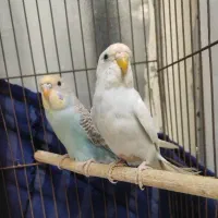 یک جفت مرغ عشق