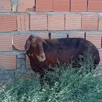 گوسفند