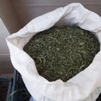 پیتنک ( پونه ) دشت سرسبز عقیلی.