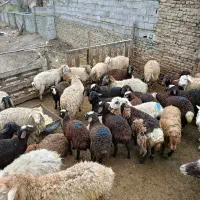 گوسفند زنده مرغ خروس جهت قربانی همراه با قصاب