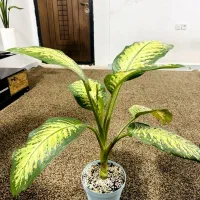 دیفن|گل و گیاه طبیعی|اهواز, گلستان|دیوار