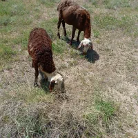گوسفند بره