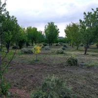 علف ، یونجه