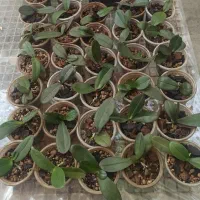 ارکیده فالانوپسیس