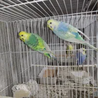 مرغ عشق رینبو مولد روی جوجه