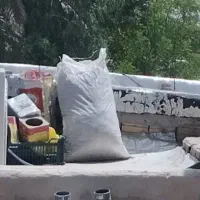 کودکبوتر