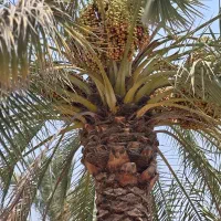 فروش ثمر 40 عدد درخت نخل
