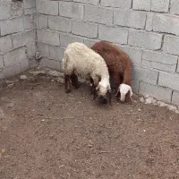 بره نر و ماده