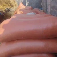 کاه گندم