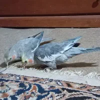 یک جفت عروس هلندی