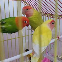 پرنده