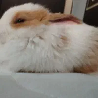 بچه خرگوش