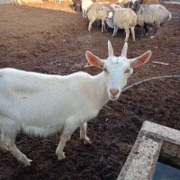 بز جوان سانن