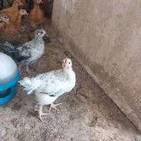جوجه مرغ گلبن لری،بومی گلپایگانی وبلک استار