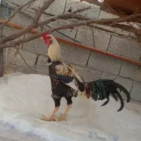 لوستر خروس