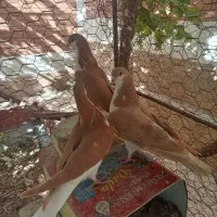 طوقی وخوشرنگ زرد