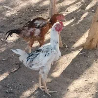 مرغ خروس لاری