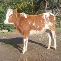 لیشه گیل دورگ گاو گوساله ماده