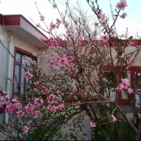 فروش فوری خانه‌ویلایی ۲۵۰متری باحیاط بزرگ وپارکینگ