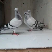 جوحه شامی