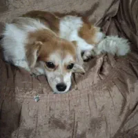 سگ نژاد دار