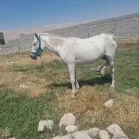 اسب مادیون کره