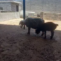 میش وبره