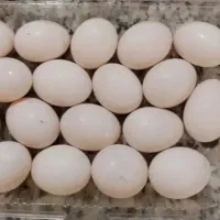 تخم کفتر تازه