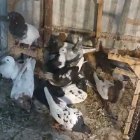 کفتر صید مخصوص نو بازی قیمت مناسب