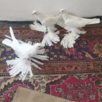آغ بالاسی