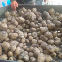سیب زمینی سیفرا 402