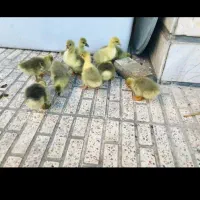 جوجه غاز محلی