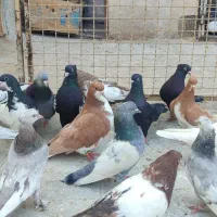 کفتر رنگی زدخوردی
